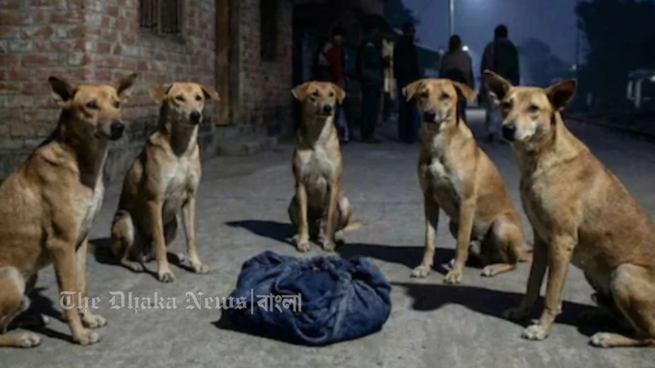 রাস্তায় ফেলে যাওয়া নবজাতককে রাতভর পাহারা দিলো একদল কুকুর      