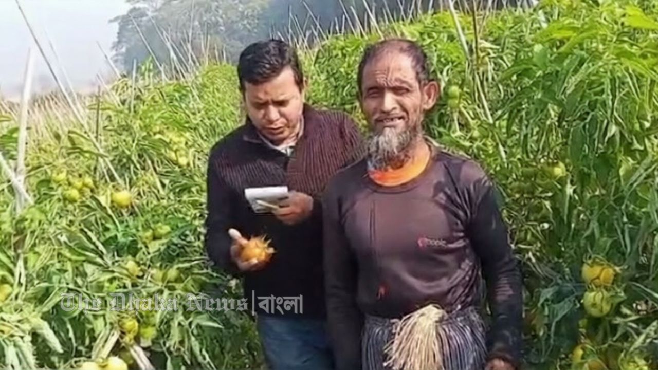 বাহুবলি টমেটো চাষে হারং গ্রামের মফিজ মিয়ার বাজিমাত