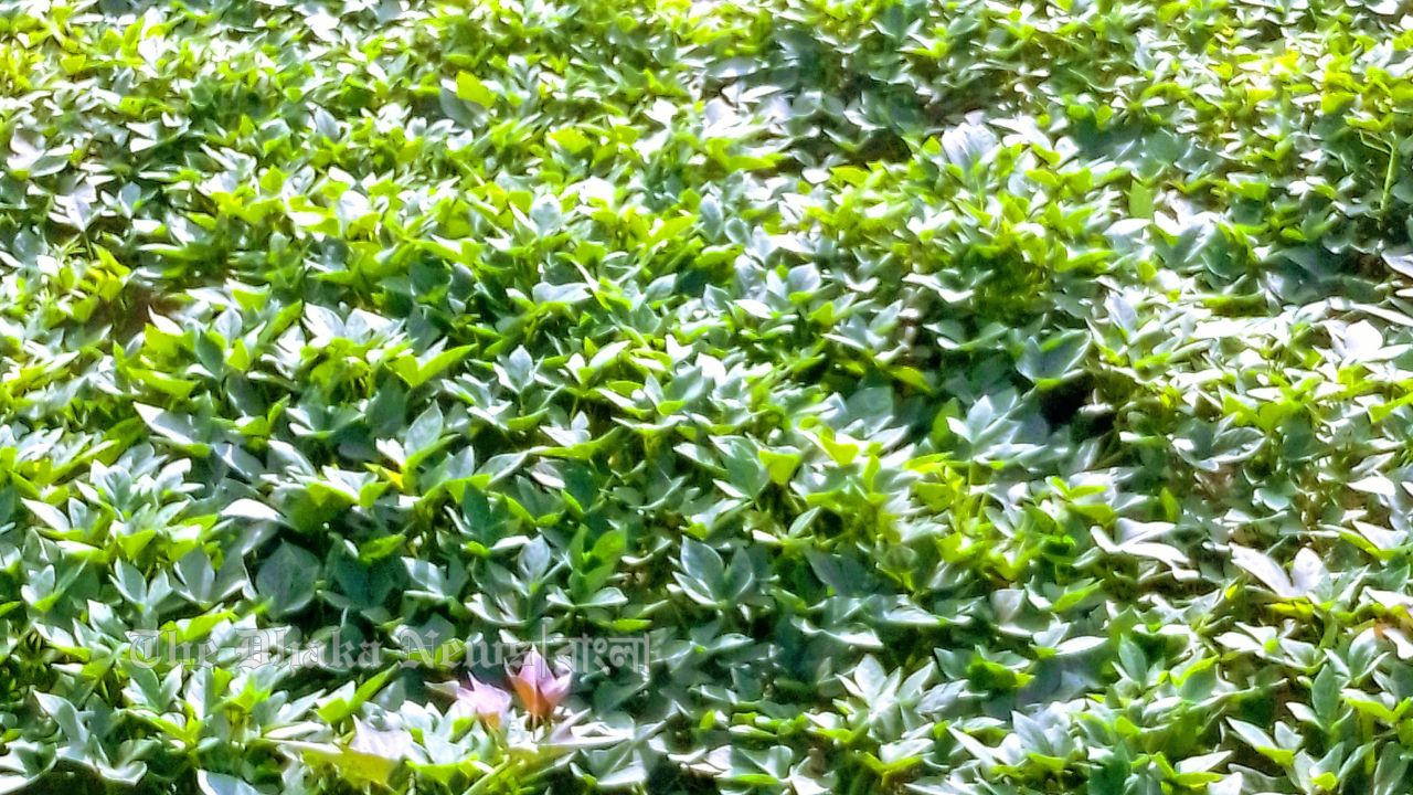 চান্দিনায় মিষ্টি আলুর বাম্পার ফলন: সোনালী স্বপ্নে বিভোর কৃষক