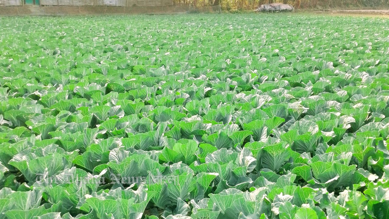 চান্দিনায় পাতাকপির বাম্পার ফলন 