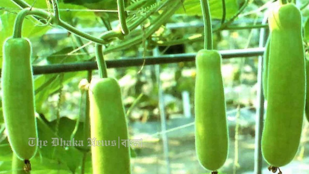 সফলতার শীর্ষে চান্দিনার নজির মিয়া: লাউ চাষে নতুন সম্ভাবনা