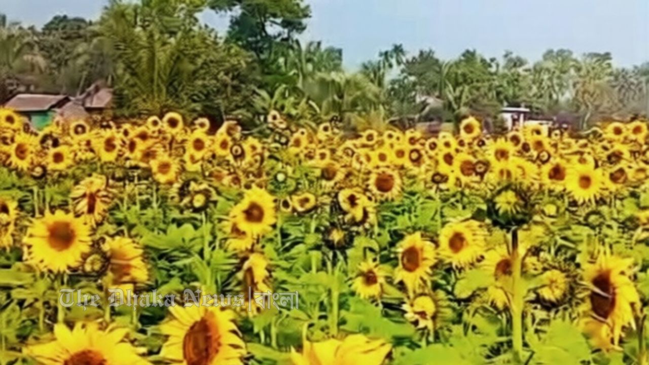 চান্দিনায় হাবিবুল্লাহর সূর্যমুখী বিপ্লব: সাফল্যের রঙে রঙিন ফসলের মাঠ