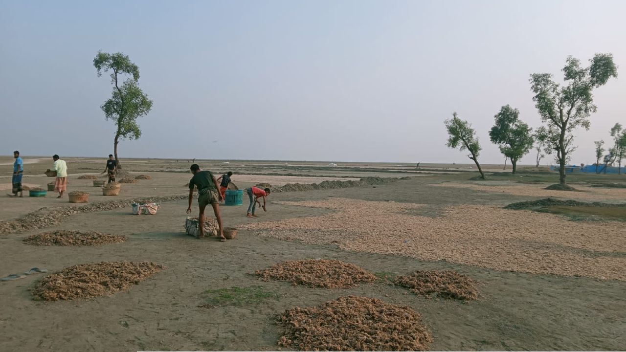 হাতিয়ায় শুঁটকি শিল্পে ব্যস্ত সময় পার করছে জেলেরা, বাড়ছে সম্ভাবনা ও শঙ্কা
