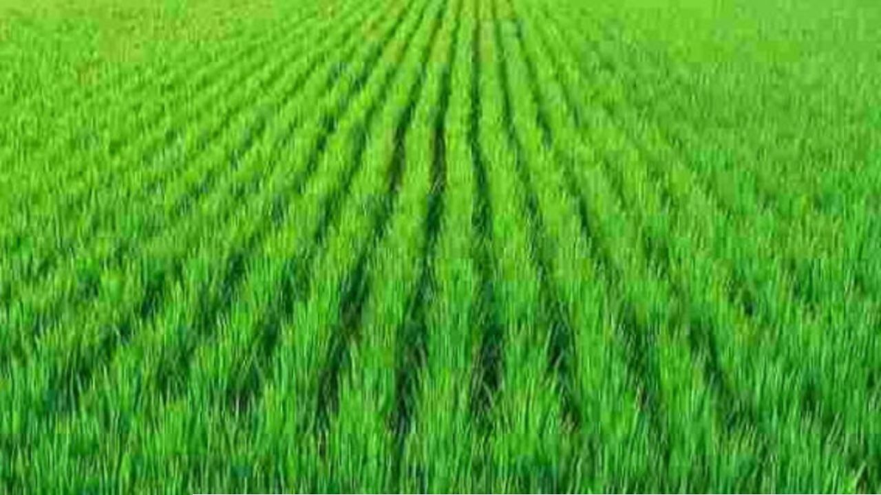 ৩০ আসনে কারচুপির অভিযোগ, ভোট পুনর্গণনার দাবি জামায়াতের