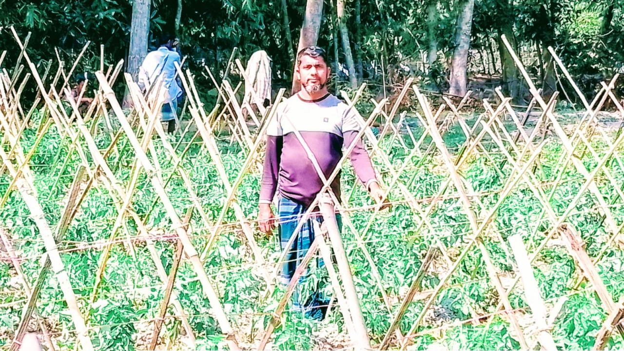 চান্দিনায় চলছে গ্রীষ্মকালীন টমেটোর চাষ , কৃষিতে নতুন কৃষি বিপ্লব