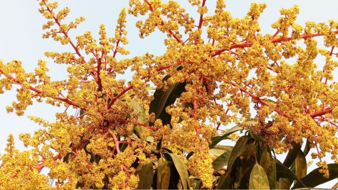 কুয়াশামুক্ত প্রকৃতিতে মুকুলে ছেয়ে গেছে চান্দিনার আম বাগান