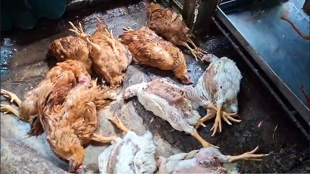 বিক্রির জন্য মরা মুরগী  সংরক্ষণে চাঁদপুরে ৪ প্রতিষ্ঠানের জরিমানা