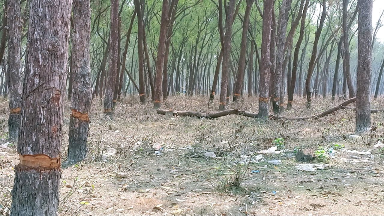 হাতিয়ায় প্রকাশ্যেই চলছে সংরক্ষিত বন ও জাতীয় উদ্যান এলাকার গাছ কাটার মহোৎসব