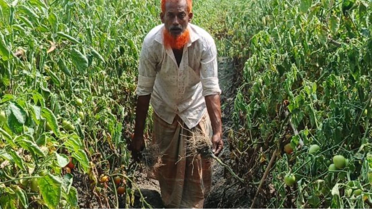 শত্রুতার জেরে টমেটো ক্ষেত ধ্বংস: ৩ লাখ টাকার ক্ষতির অভিযোগ