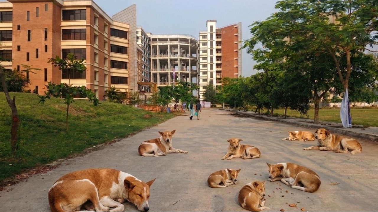 কুকুরের আতঙ্কে নজরুল বিশ্ববিদ্যালয়ের শিক্ষার্থীরা, ব্যাহত স্বাভাবিক চলাচল