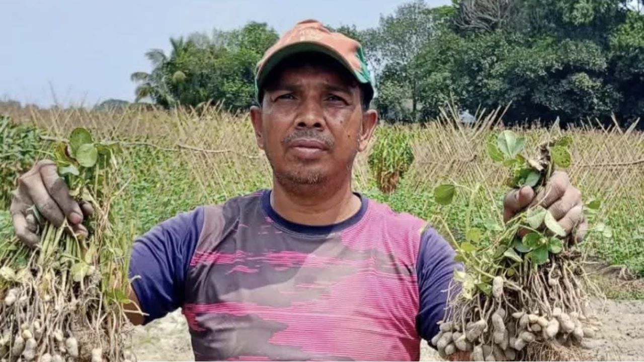 কৃষি কর্মকর্তার পরামর্শে পাল্টে গেল তোফায়েলের ভাগ্য: বাদাম চাষে অভাবনীয় সাফল্য