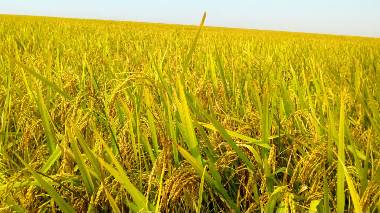 চান্দিনার মাঠজুড়ে সোনালী স্বপ্নের হাতছানি: ঘরে তোলা নিয়ে কৃষকের দুশ্চিন্তা।