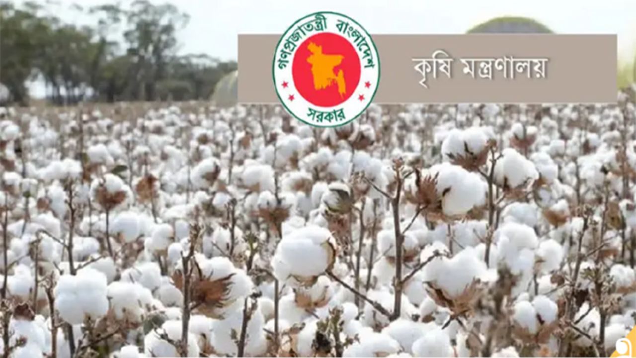 তুলা উৎপাদন বাড়াতে ২০ কোটি টাকার প্রণোদনা দিচ্ছে সরকার