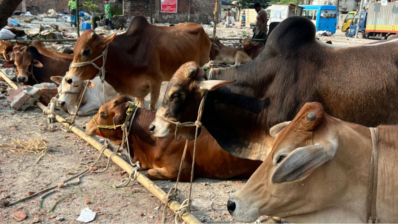 প্রস্তুত কোরবানীর হাট, চলছে অনলাইন ও খামারে কেনাবেচা
