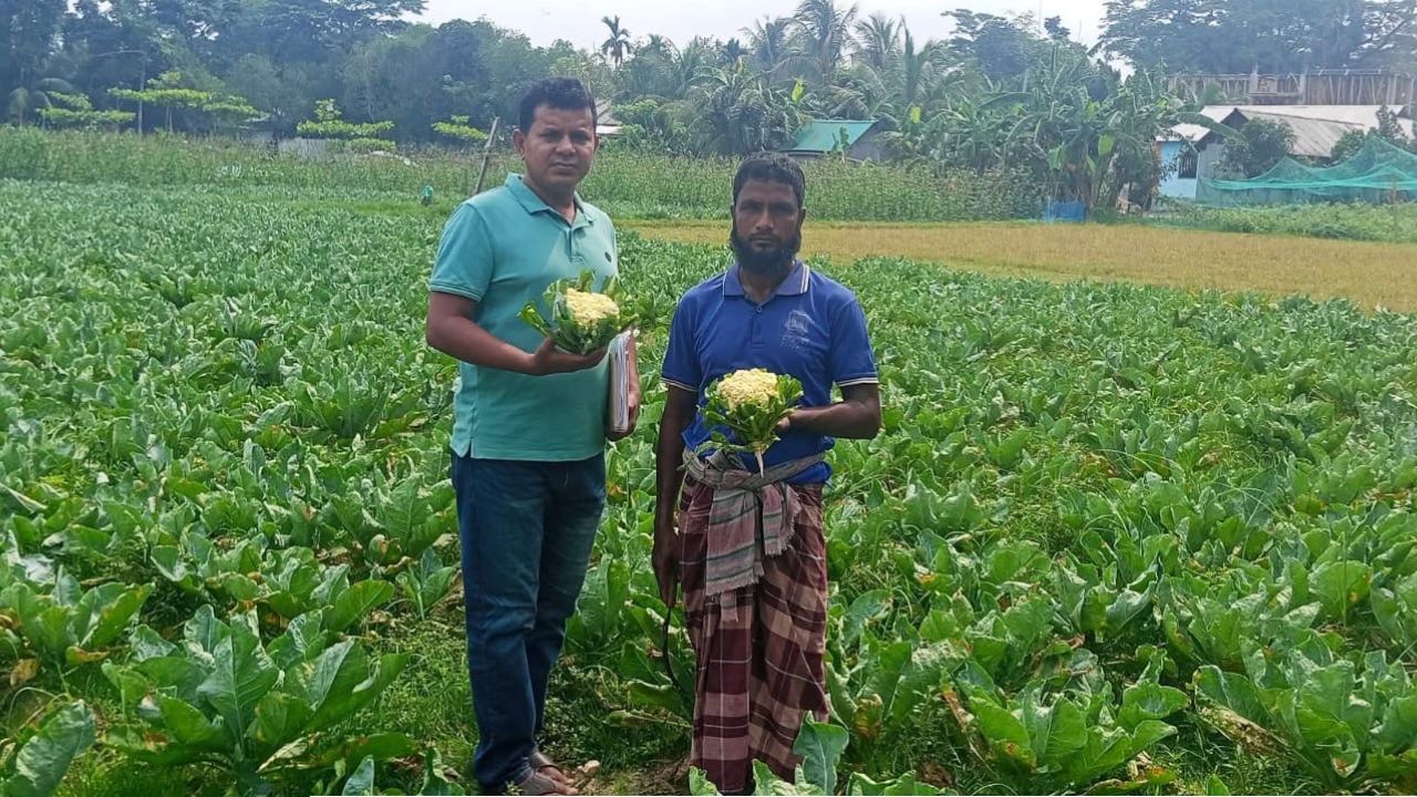 চান্দিনায় গ্রীষ্মকালীন ফুলকপির চাষ 