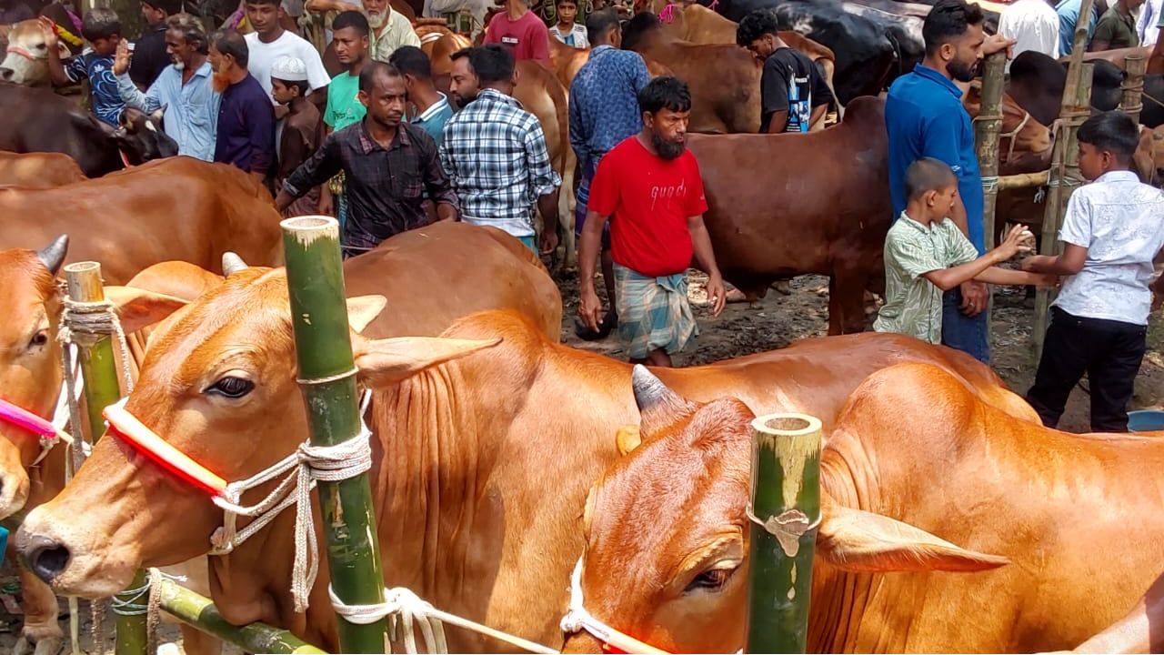ঈদুল আযহা ঘিরে চান্দিনায় জমে উঠেছে পশুর হাট; শেষ মুহূর্তের বেচাকেনায় ব্যস্ত ক্রেতা-বিক্রেতারা