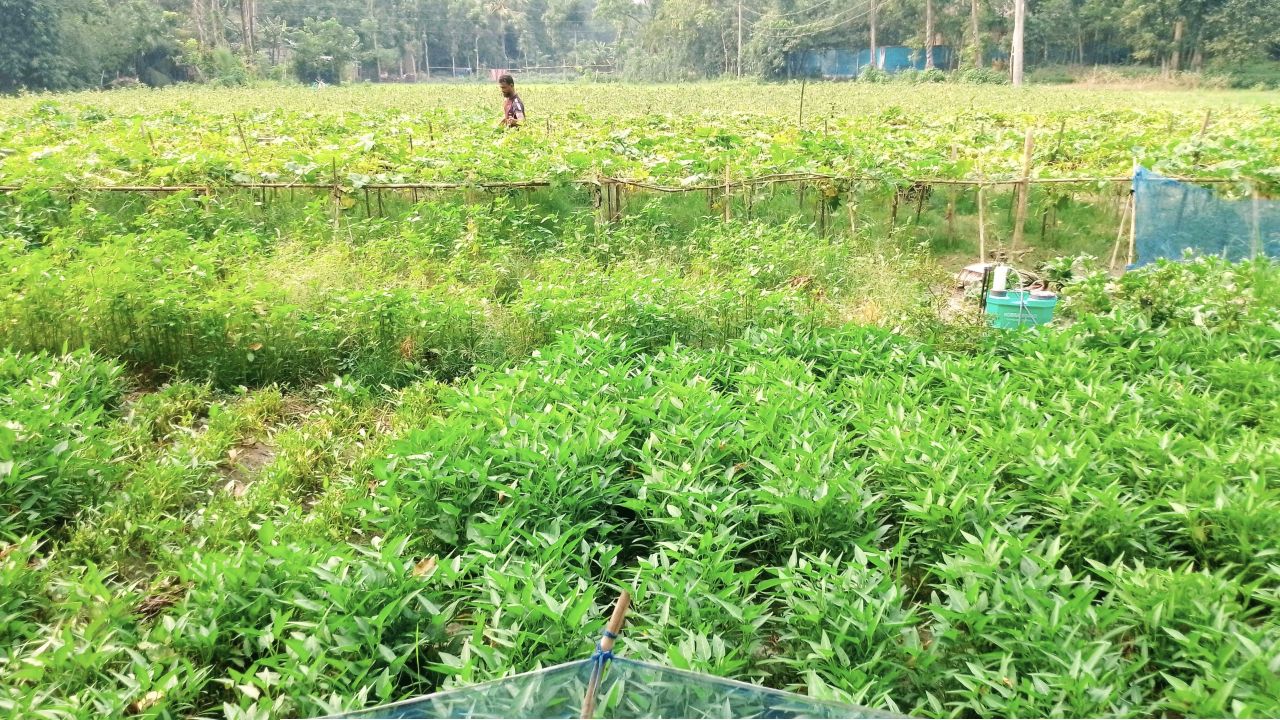 চান্দিনায় এক জমিতেই আট পদের সবজির চাষ- কৃষকের মুখে হাসি