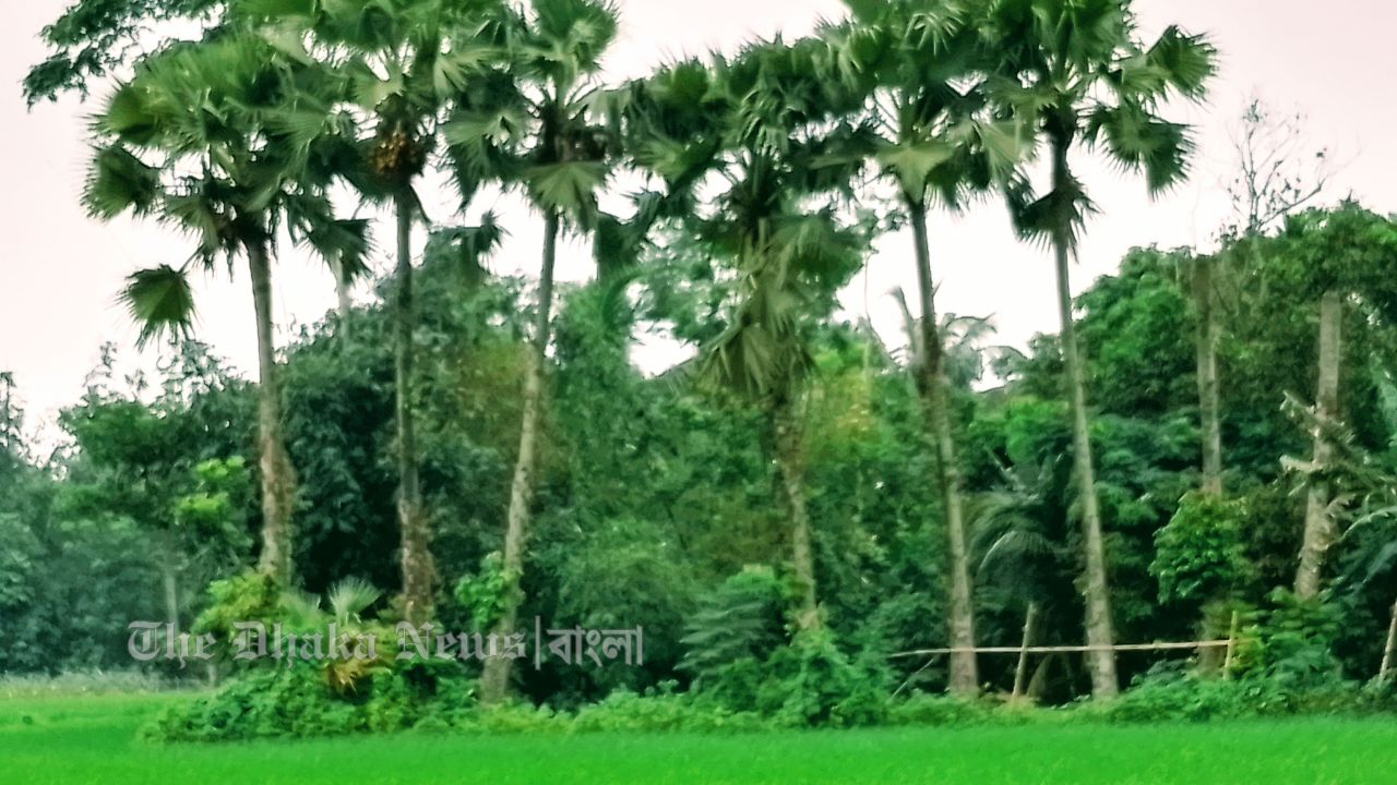 হারিয়ে যাচ্ছে বজ্রপাতের ‘বর্ম’ ও বাবুই পাখির নীড়