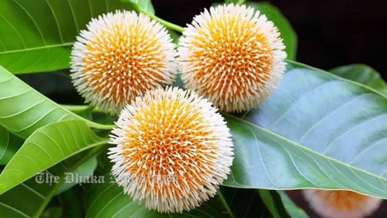 বর্ষার সুসংবাদ: গাছে গাছে হাসছে আষাঢ়ের কদম ফুল