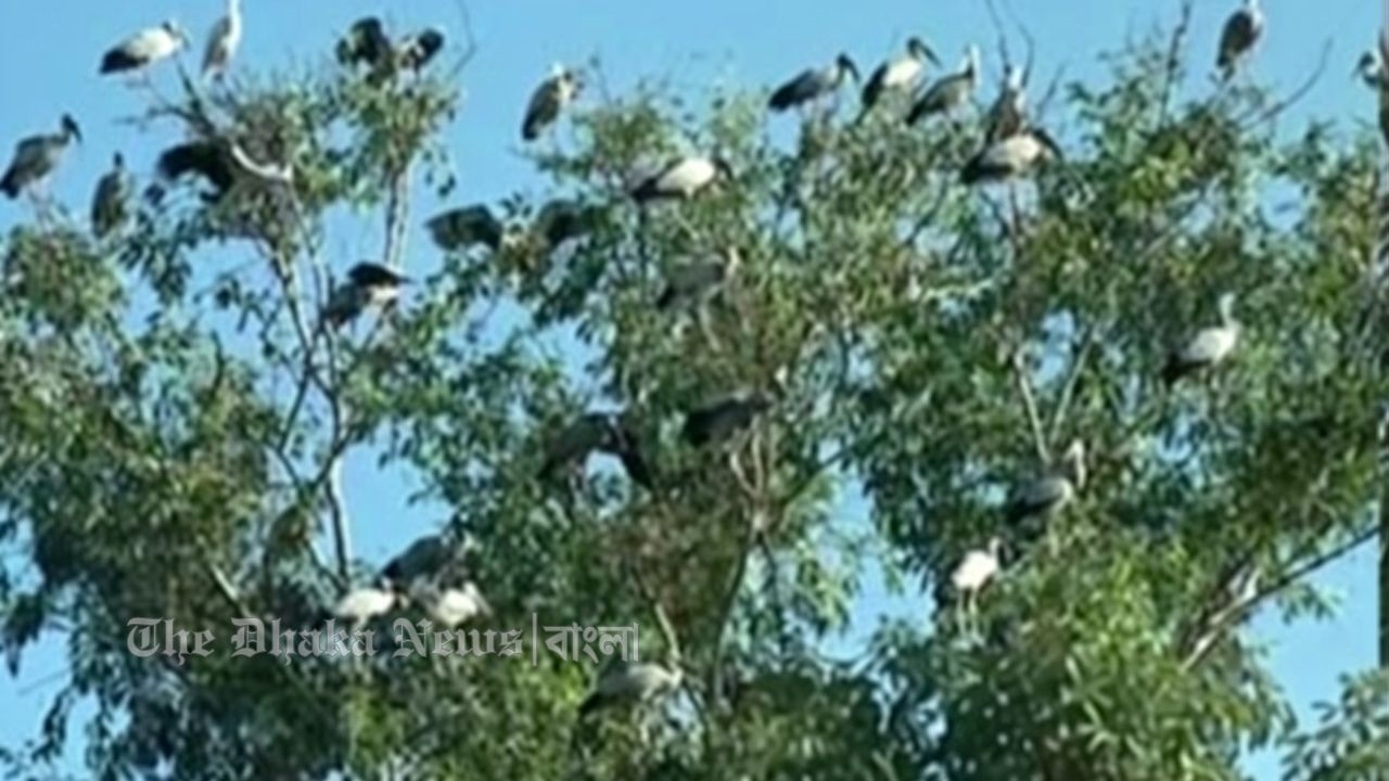 প্রকৃতির পরম আশ্রয় যখন হুমকির মুখে: চান্দিনার বানিয়াচংয়ে পাখির অভয়ারণ্য রক্ষায় আকুতি