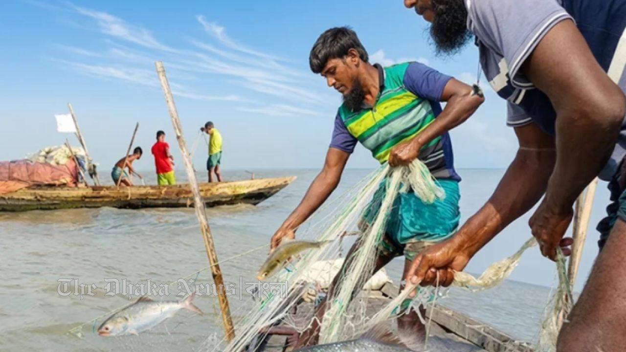 ভোলার নদ-নদীতে কাঙ্খিত ইলিশ পাওয়ায় জেলে পাড়ায় উৎসবের আমেজ