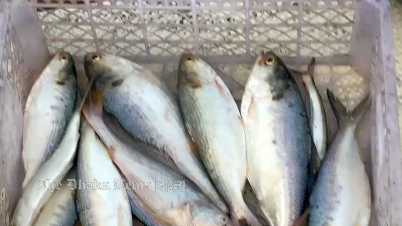 চাঁদপুরে ইলিশ মজুদ করায় ২ আড়তদারের জরিমানা