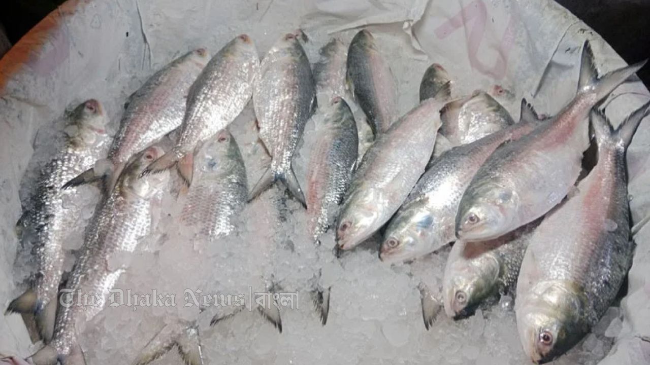 ইলিশের উৎপাদন বাড়াতে নতুন উদ্যোগ সরকারের